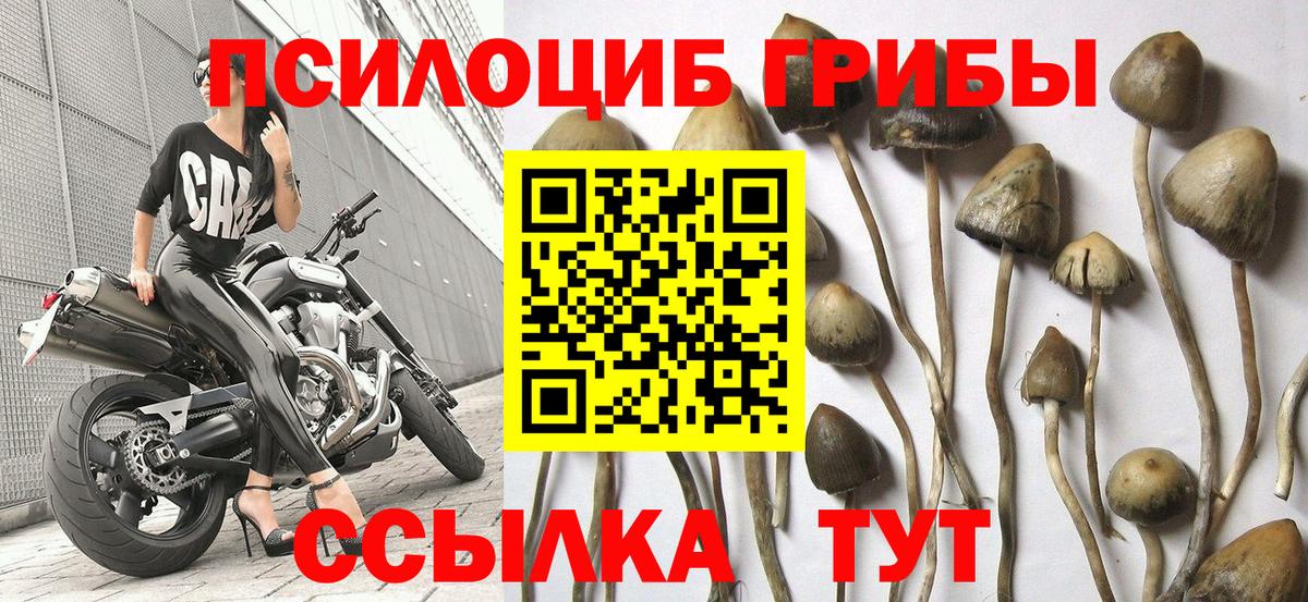 Галлюциногенные грибы Cubensis  Псилоцибиновые грибы мицелий  Среднеуральск  Вход с VPN 